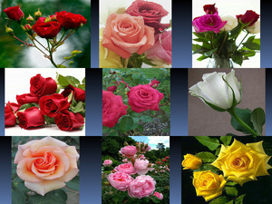 klicke hier, um die Datei herunterzuladen Beautyful Rosen 4