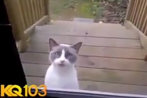 Eine Katze schimpft