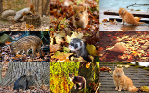 Autumn Animals 3 - Herbsttiere 3