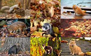 klicke hier, um die Datei herunterzuladen Autumn Animals 3 - Herbsttiere 3