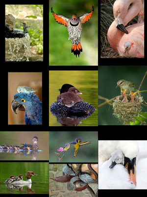 klicke hier, um die Datei herunterzuladen Tolle Vogel-Bilder
