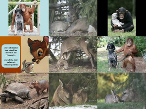 klicke hier, um die Datei herunterzuladen Tierfreundschaften