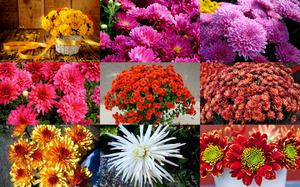 Chrysanthemums - Chrysanthemen