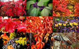 Brilliant Colors of Fall - Brillante Farben des Herbstes