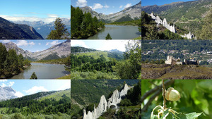 Silberdistel im Wallis