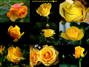 klicke hier, um die Datei herunterzuladen Yellow Rose - Gelbe Rose