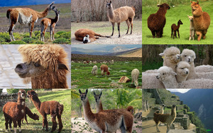 Alpacas, Lamas, Guanacos, Vicunas - Kamele