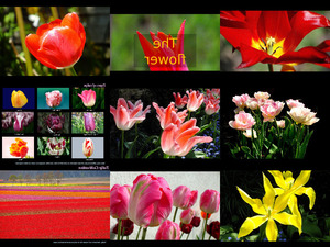 Tulip - Story of a Perfect Flower - Tulpe