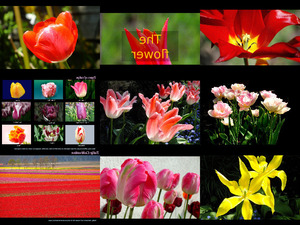 klicke hier, um die Datei herunterzuladen Tulip - Story of a Perfect Flower - Tulpe
