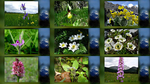 klicke hier, um die Datei herunterzuladen Morning Symphony