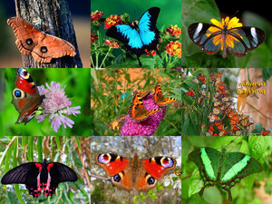 klicke hier, um die Datei herunterzuladen Butterfly
