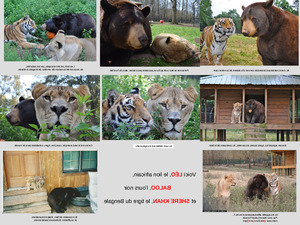 klicke hier, um die Datei herunterzuladen Tiger