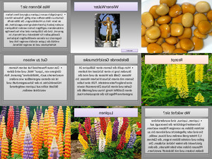 klicke hier, um die Datei herunterzuladen Lupinen