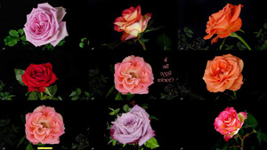 In the Rose Garden - Im Rosengarten