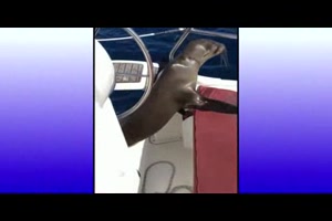 Seeloewenbaby rettet sich zu Menschen auf Boot