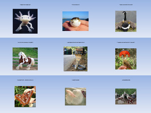 klicke hier, um die Datei herunterzuladen Schöne Tierfotos1