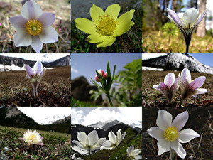 Alpenanemonen Kuhschellen