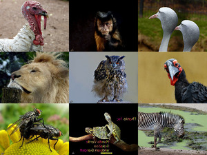 klicke hier, um die Datei herunterzuladen World-Animal-Day-2015