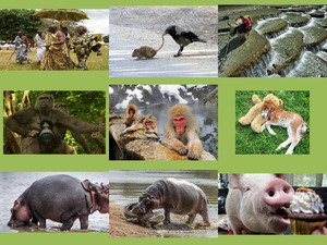klicke hier, um die Datei herunterzuladen Bilder Mix 26