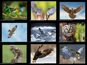 klicke hier, um die Datei herunterzuladen Adler und andere Voegel