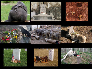 Trauerrituale im Tierreich