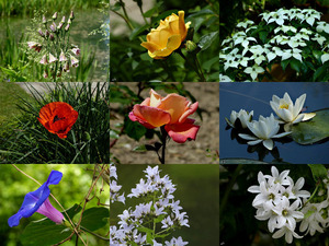 klicke hier, um die Datei herunterzuladen A Beautiful day in Mondo Verde - Ein schöner Tag