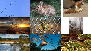 klicke hier, um die Datei herunterzuladen Tiere und Natur