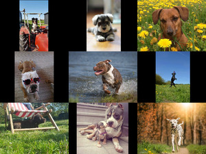 klicke hier, um die Datei herunterzuladen Bilder-Galerie - Hunde