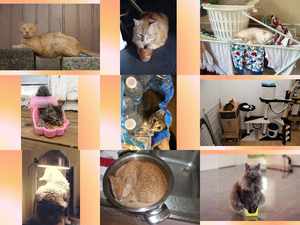 klicke hier, um die Datei herunterzuladen Katzen wird nie langweilig