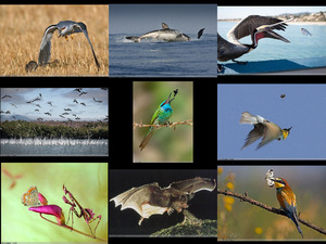 klicke hier, um die Datei herunterzuladen Unglaubliche Tierfotos