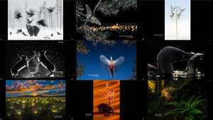 klicke hier, um die Datei herunterzuladen 2017 MontPhoto International Photography Contest (2-1)