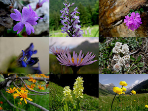 Alpenflora -3 - Alpenblumen -3