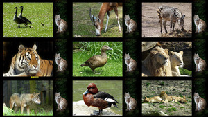 klicke hier, um die Datei herunterzuladen At the Zoo - Im Zoo
