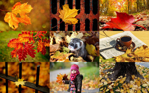 Autumn Leaves - Herbstbltter