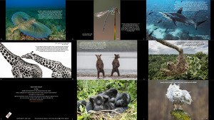 klicke hier, um die Datei herunterzuladen Wildlife Photographer of the Year 2017 - Tierfotograf