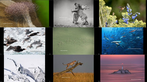 2017 National Geographic Nature Photographer of the Year 6