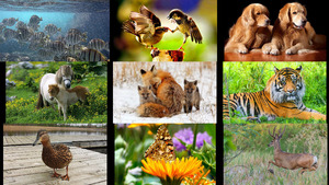 klicke hier, um die Datei herunterzuladen Tiere allerlei 15