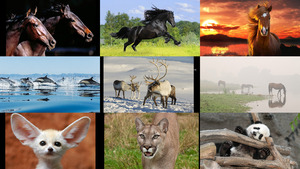 klicke hier, um die Datei herunterzuladen Tiere allerlei 14