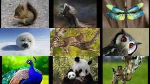 klicke hier, um die Datei herunterzuladen Tiere allerlei 12