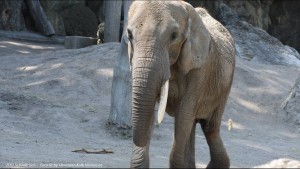 The oldest zoo in the world Vienna - ltester Zoo der Welt