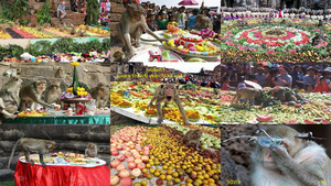 Affen Festival Thailand