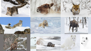 Animals in snow & ice - Tiere in Schnee & Eis