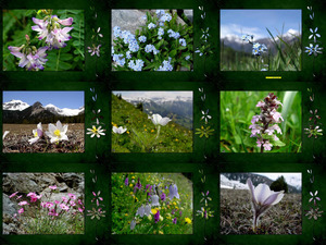 Flora-Alpina nov.17 - Alpenblumen
