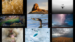 klicke hier, um die Datei herunterzuladen 2017 National Geographic Nature Photographer of the Year 7 -