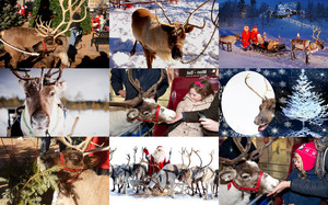 klicke hier, um die Datei herunterzuladen Santa's Reindeers - Santas Rentiere