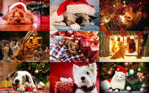 klicke hier, um die Datei herunterzuladen Xmas Pets - Weihnachts Haustiere