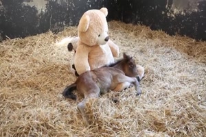 Das Pony und der Teddybär