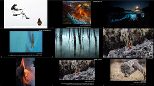 klicke hier, um die Datei herunterzuladen Winners of the 2017 National Geographic Nature Photographer