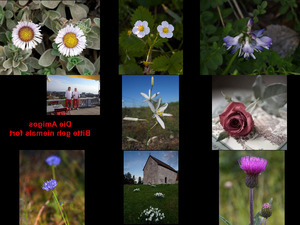 klicke hier, um die Datei herunterzuladen Bilder-Galerie vom 15102017 8 Blumen