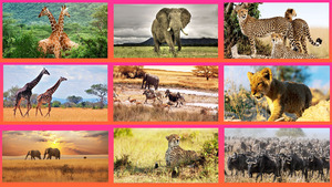 klicke hier, um die Datei herunterzuladen Safari